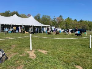 Labrador Retriever Club of the Pioneer Valley (LRCPV) Specialty AKC Dog Show