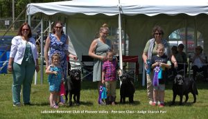 Labrador Retriever Club of the Pioneer Valley (LRCPV) Specialty Show