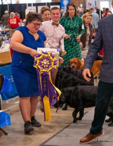 Midwest Labrador Retriever Club of Iowa Best of Breed