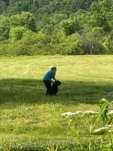 Labrador Retriever Club of the Pioneer Valley (LRCPV) Hunt Test