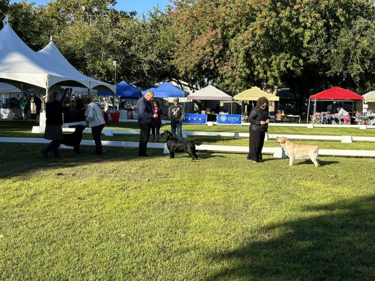 Golden Gate Labrador Retriever Club Specialty Show
