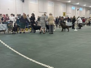 Island Pacific Labrador Retriever Club (IPLRC) Specialty Show