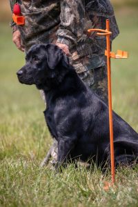 Loyalsock Farm Labrador Retrievers