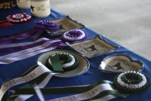 Miami Valley Labrador Retriever Club (MVLRC) Awards