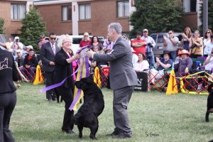 Rusty Howard AKC Professional Handler