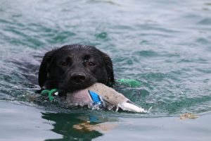 Miami Valley Labrador Retriever Club (MVLRC) Hunt Test
