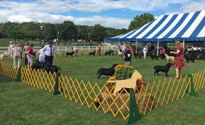 Jersey Skylands Labrador Retriever Club (JSLRC) Specialty