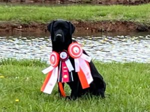 Loyalsock Farm Labrador Retrievers