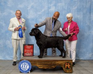 GCH CH Brighton Duck River Windy Hill Vinni