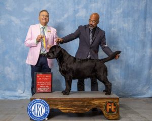 GCH CH Brighton Duck River Windy Hill Vinni