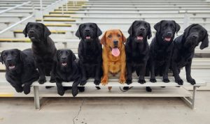 San Joaquin Valley Labrador Retriever Club
