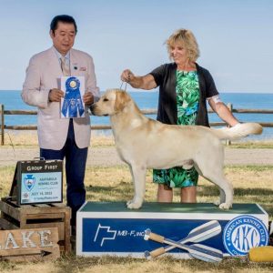Kerrybrook Labradors