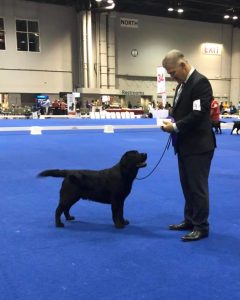 Rusty Howard Labradors
