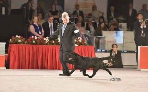 Rusty Howard AKC Handler