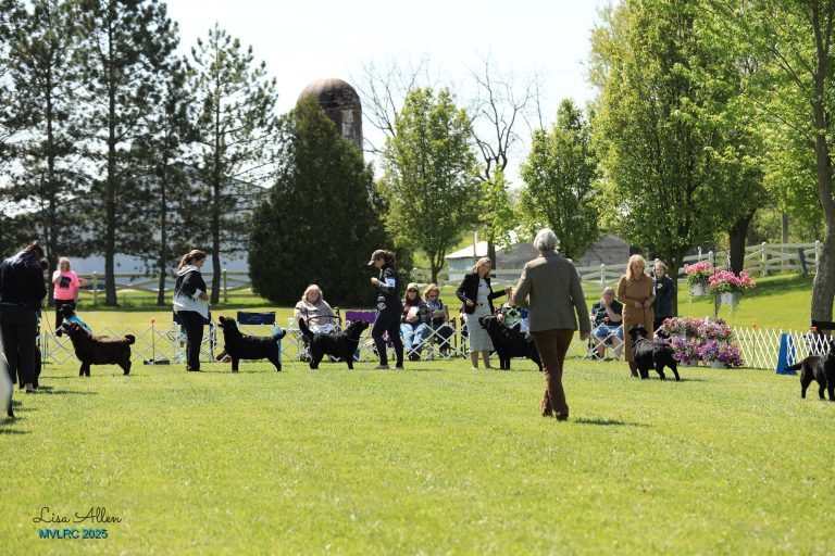 Miami Valley Labrador Retriever Club (MVLRC) Specialty Show