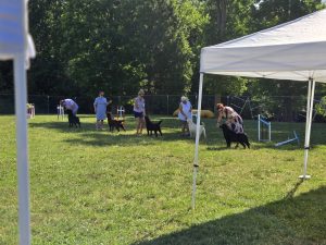 Raleigh-Durham Labrador Retriever Club (RDLRC) Specialty Show