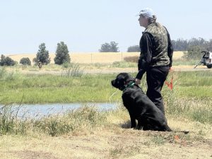 Golden Gate Labrador Retriever Club Hunt Test