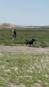 Golden Gate Labrador Retriever Club Hunt Test Show