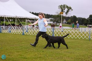 North Star Labrador Retriever Club of Minnesota (NSLRC) Specialty Show
