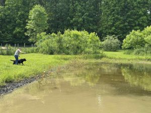 Hoosier Labrador Retriever Club Hunt Tests