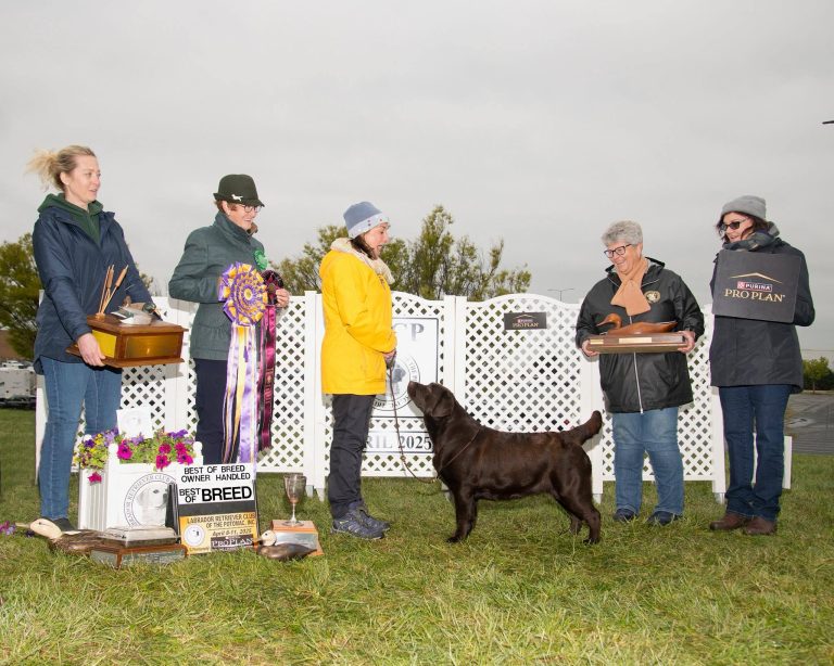 The Labrador Retriever Club of the Potomac 2025 Best of Breed