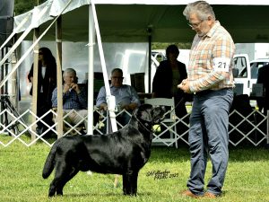 Pleasantview Labradors