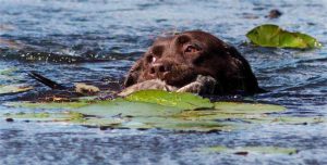 Pawcatuck River Labrador Retriever Club Hunt Test