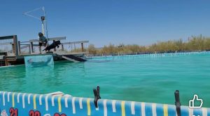 Papago Labrador Retriever Club Dock Diving Arizona