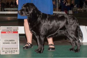 StoneGap Labradors