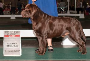 StoneGap Labradors NC