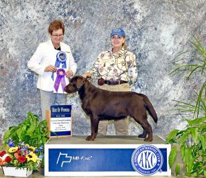 Coastal South Carolina Labrador Retriever Club (CSCLRC) Specialty Show