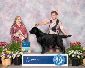 GCH CH Brighton Duck River Windy Hill Vinni