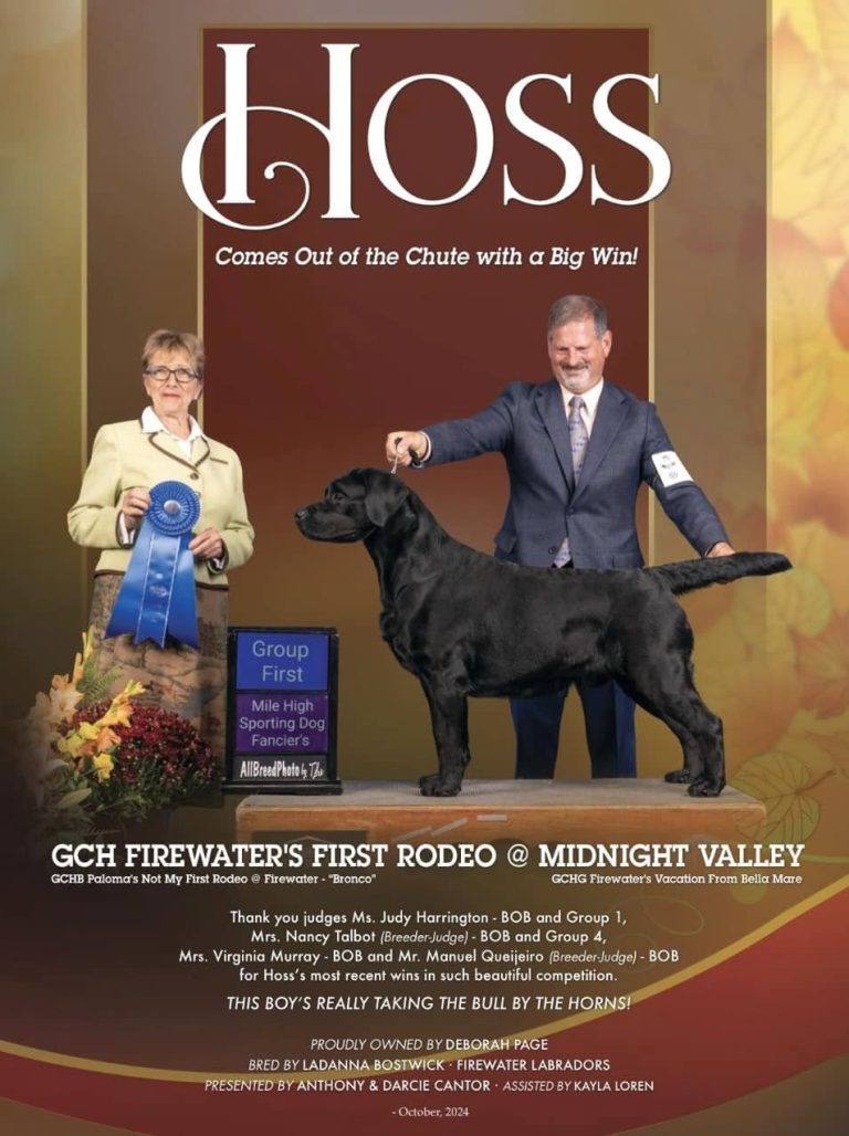 510959259 10228423954609310 6487839242500729934 n 768x1028