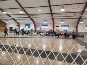 Hoosier Labrador Retriever Club (HLRC) Dog Show