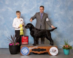 GCHS CH Firewater's Bronco's Bear Necessities CGC TKN "Bear"