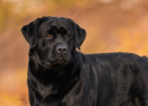 GCHS CH Firewater's Bronco's Bear Necessities CGC TKN "Bear"