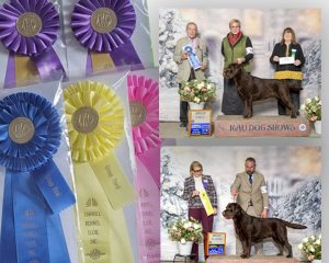 GCH CH Belquest Conclusion Chocolate Factory FTN "Charlie"
