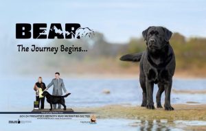 GCHS CH Firewater's Bronco's Bear Necessities CGC TKN "Bear"