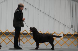 GCH CH Belquest Conclusion Chocolate Factory FTN "Charlie"
