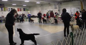 Badger Labrador Retriever Club (BLRC) Conformation Show
