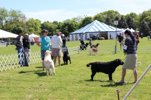 Labrador Retriever Club of Long Island (LRCLI) Specialty Show