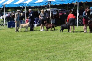 Labrador Retriever Club of Long Island (LRCLI)