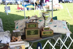 Labrador Retriever Club of Long Island (LRCLI) Conformation Show Awards