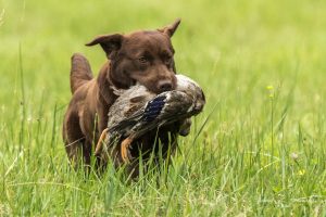Greater Pittsburgh Labrador Retriever Club (GPLRC) AKC Hunt Tests