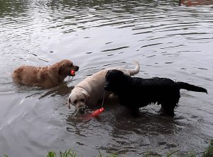 Northern Ohio Labrador Retriever Club (NOLRC) Hunt Tests
