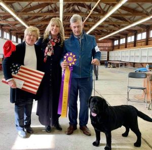 Rusty Howard Labradors Showing
