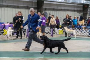 Rusty Howard AKC Labrador Handler