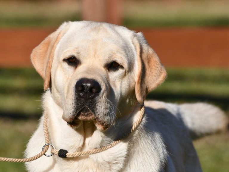 7ba91be2 9abf 4ff8 a55a 482e4fa47e00 768x578