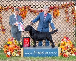 Labrador Retreiver Handler
