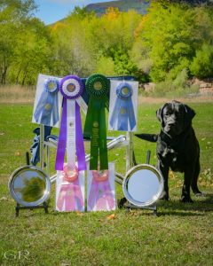 Overlook Labradors Oscar
